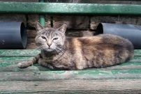 mission protection animale espagne