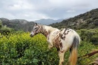 volontariat chevaux espagne