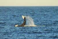 écovolontariat argentine