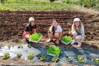 benevolat agriculture durable italie