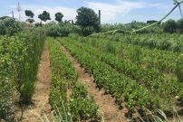 Bénévolat dans une ferme biologique près de Hanoï au Vietnam
