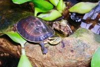 Écovolontariat dans un centre de sauvegarde des tortues au Vietnam