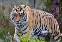 Protection tigres et suivi de la faune sauvage Népal